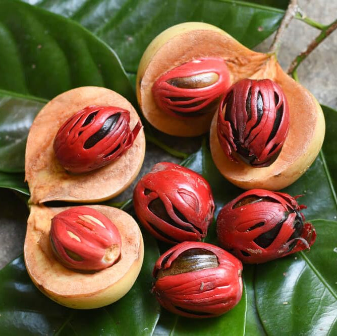 Jayaphal And Jatiphal -Spices Plants