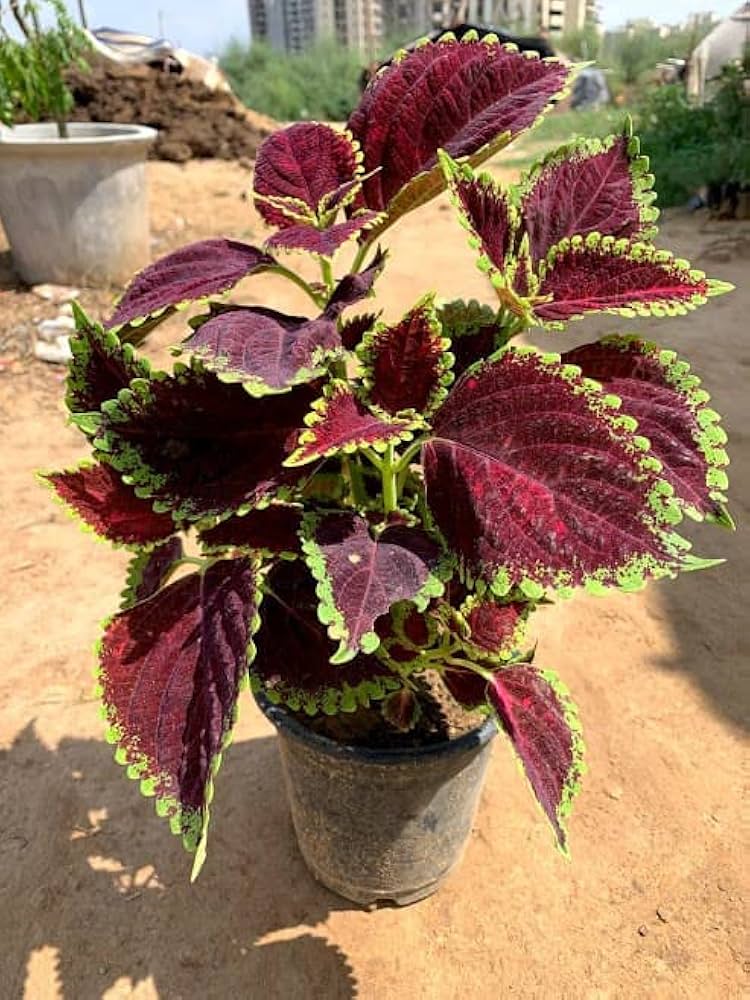 Coleus(maroon green) Plants