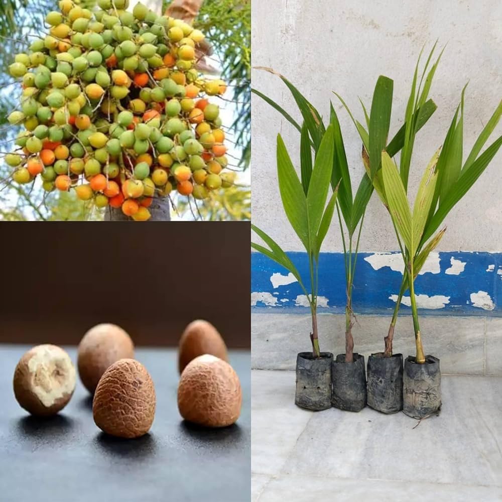 Supari Plant (Betel Nut) Plant