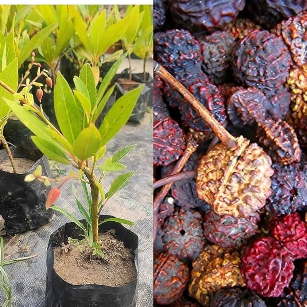 rudraksha seeds for planting Hybrid Rudraksha Plant – Haven plant