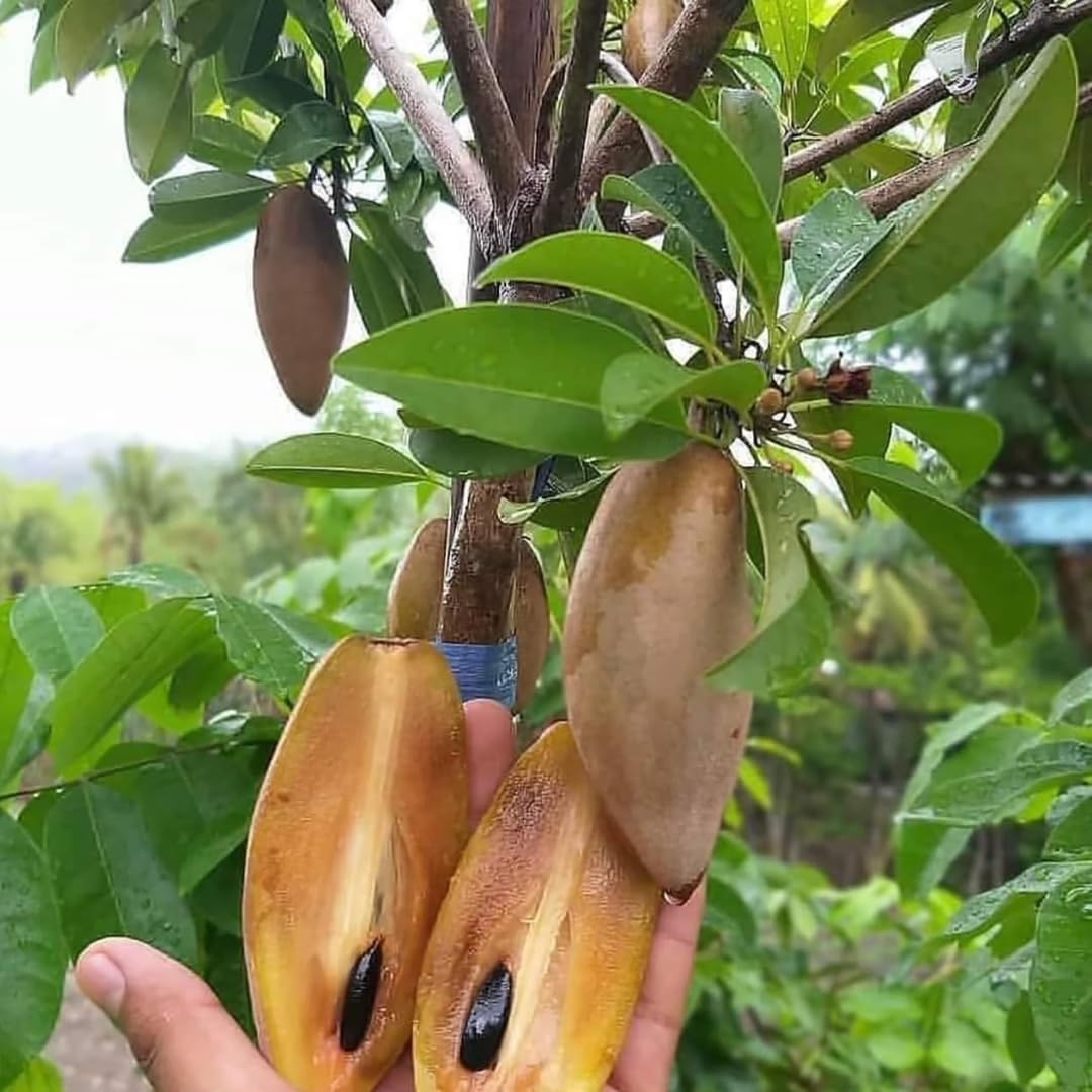 Banana Chiku Grafted Fruit Plants