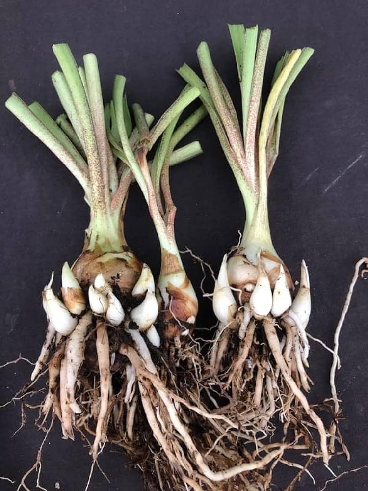 Mexican Tuberose Seeds- Pack Of 10