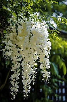 Day creeper jasmine flower plant