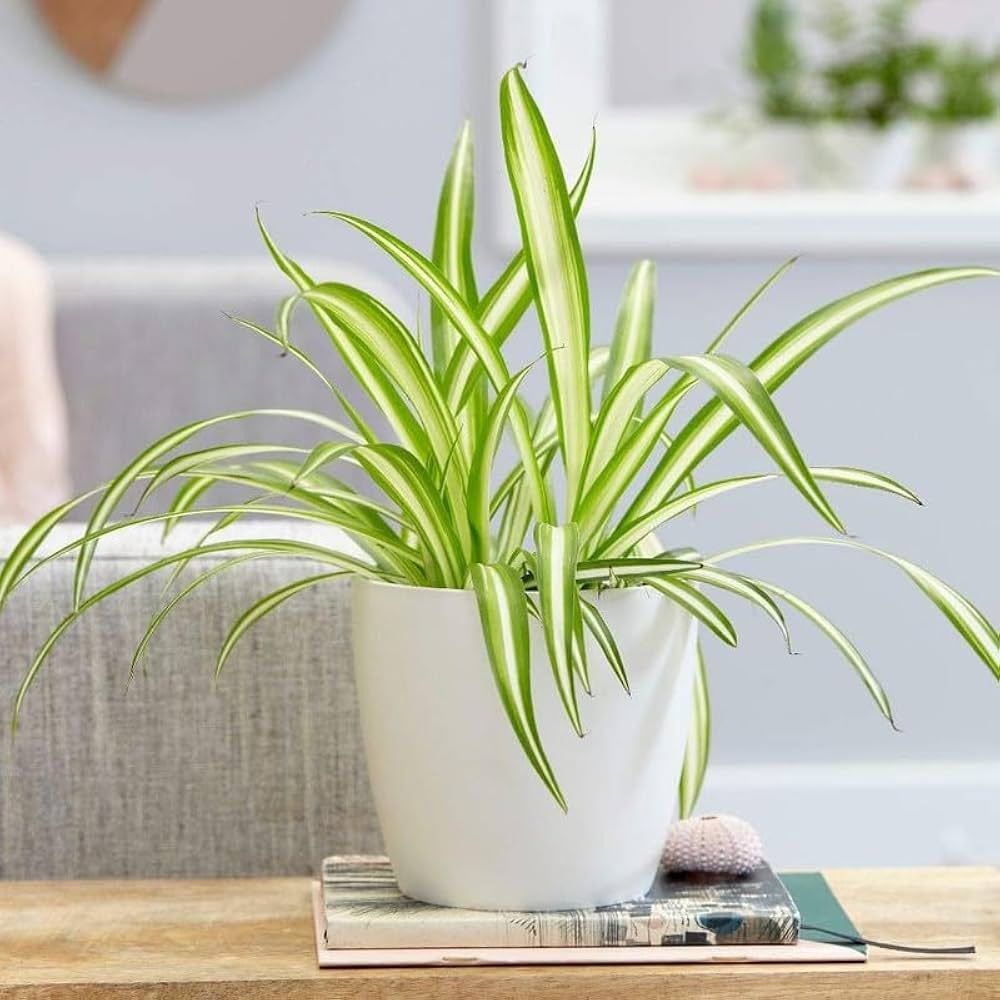 Spider Plants