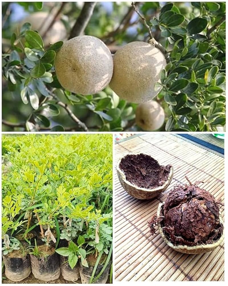 Thai Wood Apple | Feronia limonia plant
