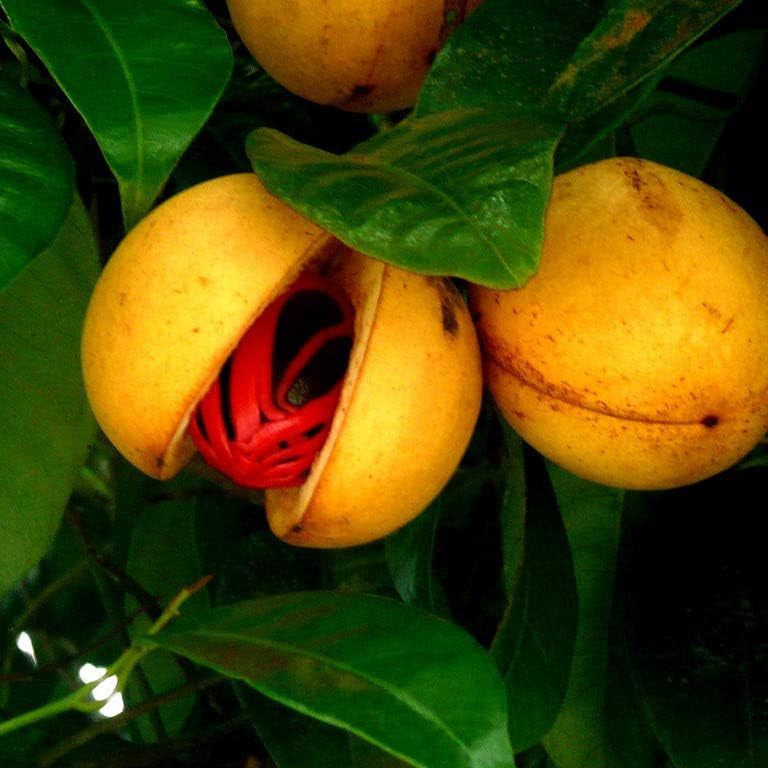 Jayaphal And Jatiphal -Spices Plants
