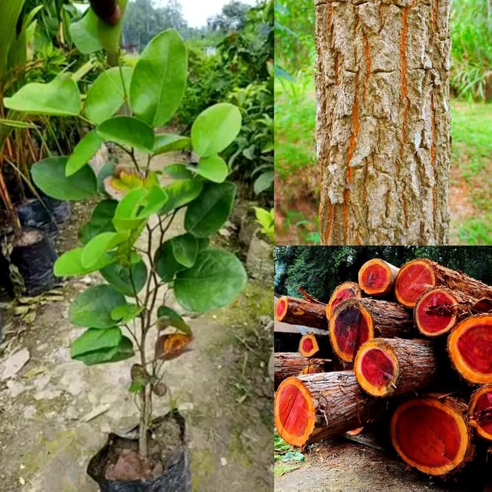 Rare Red Sandalwood plant / Lal Chandan Plant