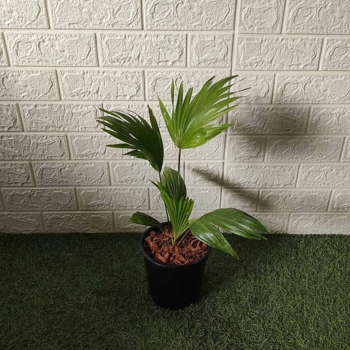 Gitfix China plam plant