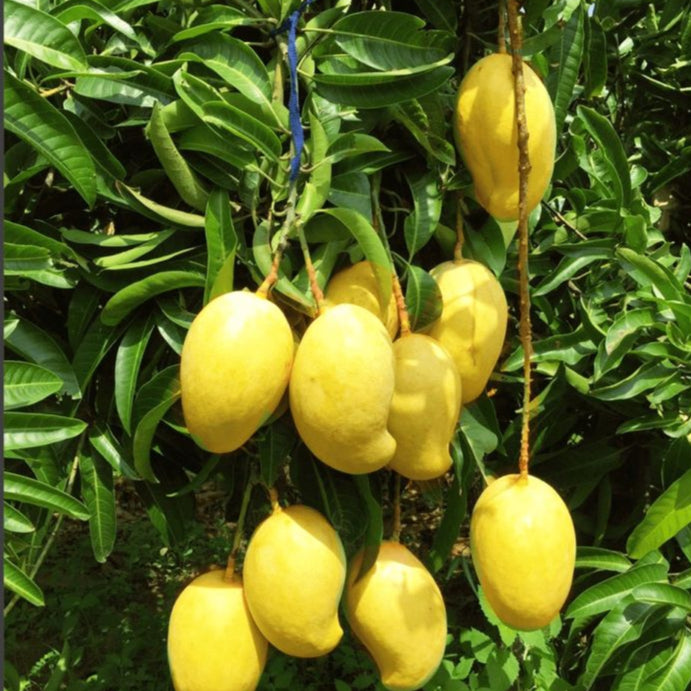 TJC Mango