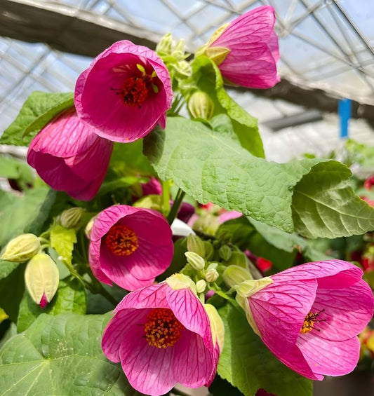 Lantern Hibiscus Flowers Plants (pink)