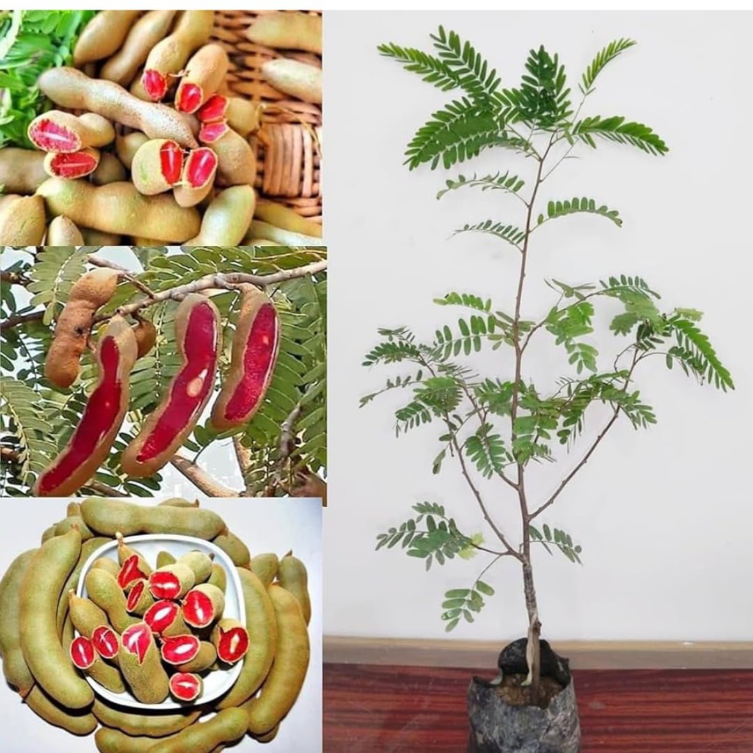 Imli Fruit plants