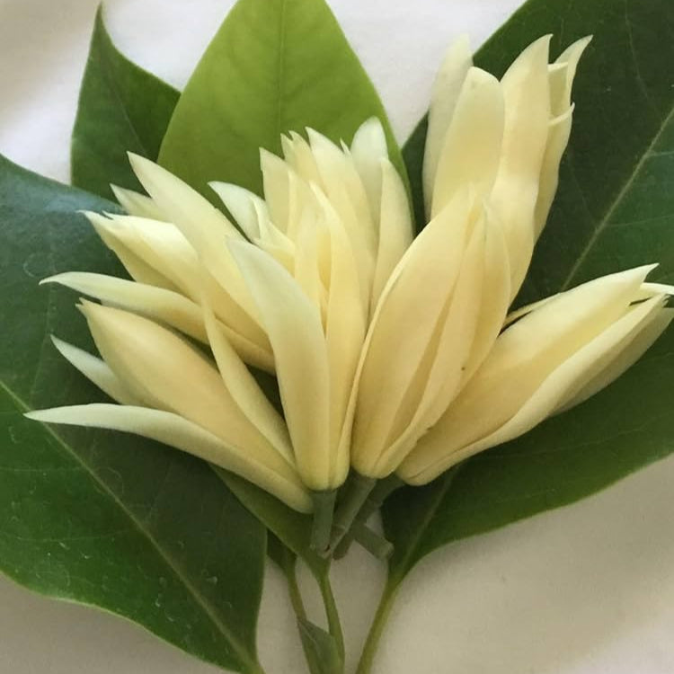 Champa White Flowers Plants