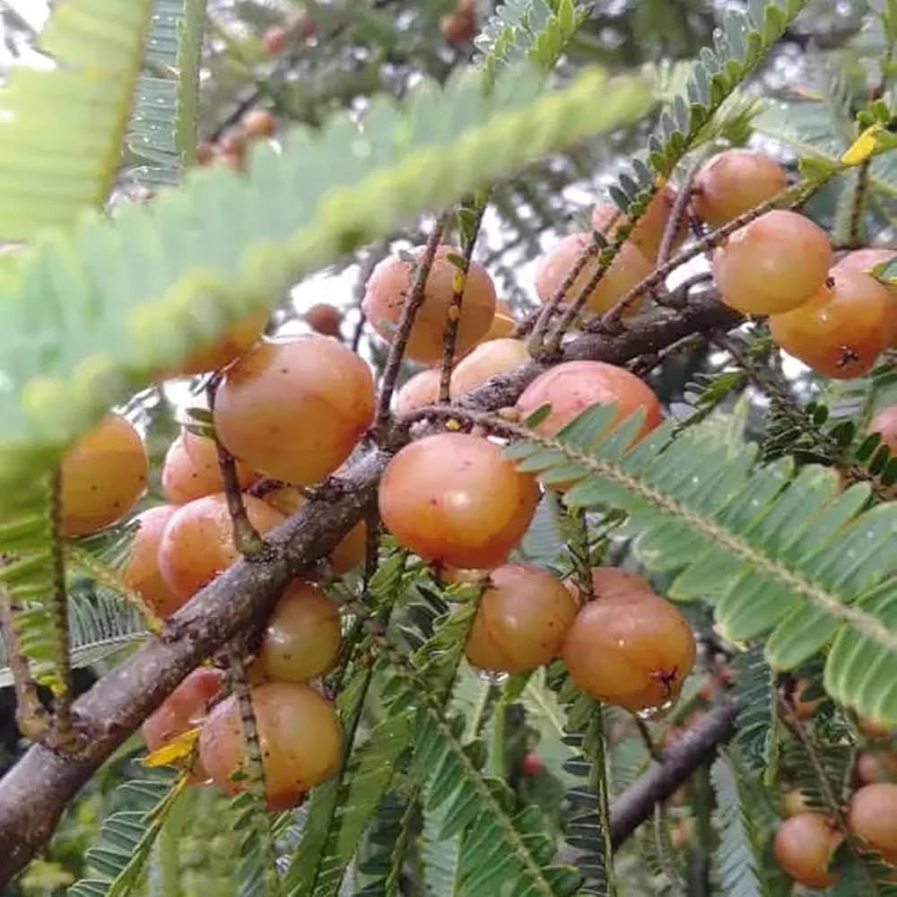 RED AMLA FRUIT PLANT (grafting)