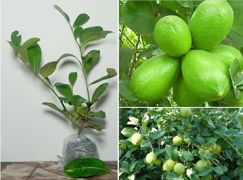 Gandharaj Lemon Fruit Plants
