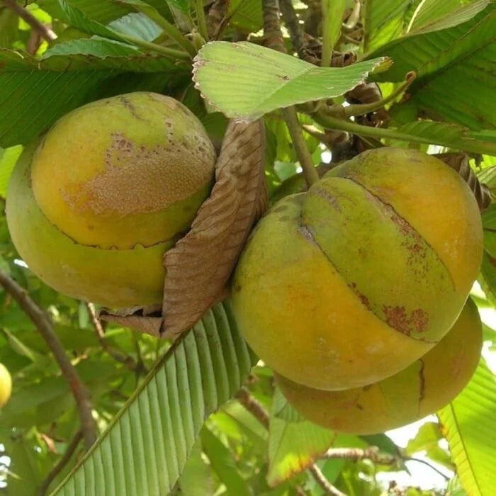 All Time Chalta / Elephant Apple Plants