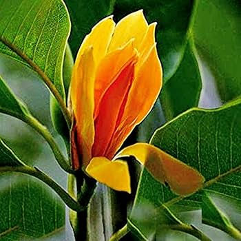 Swarna Chapa Flowers Plant