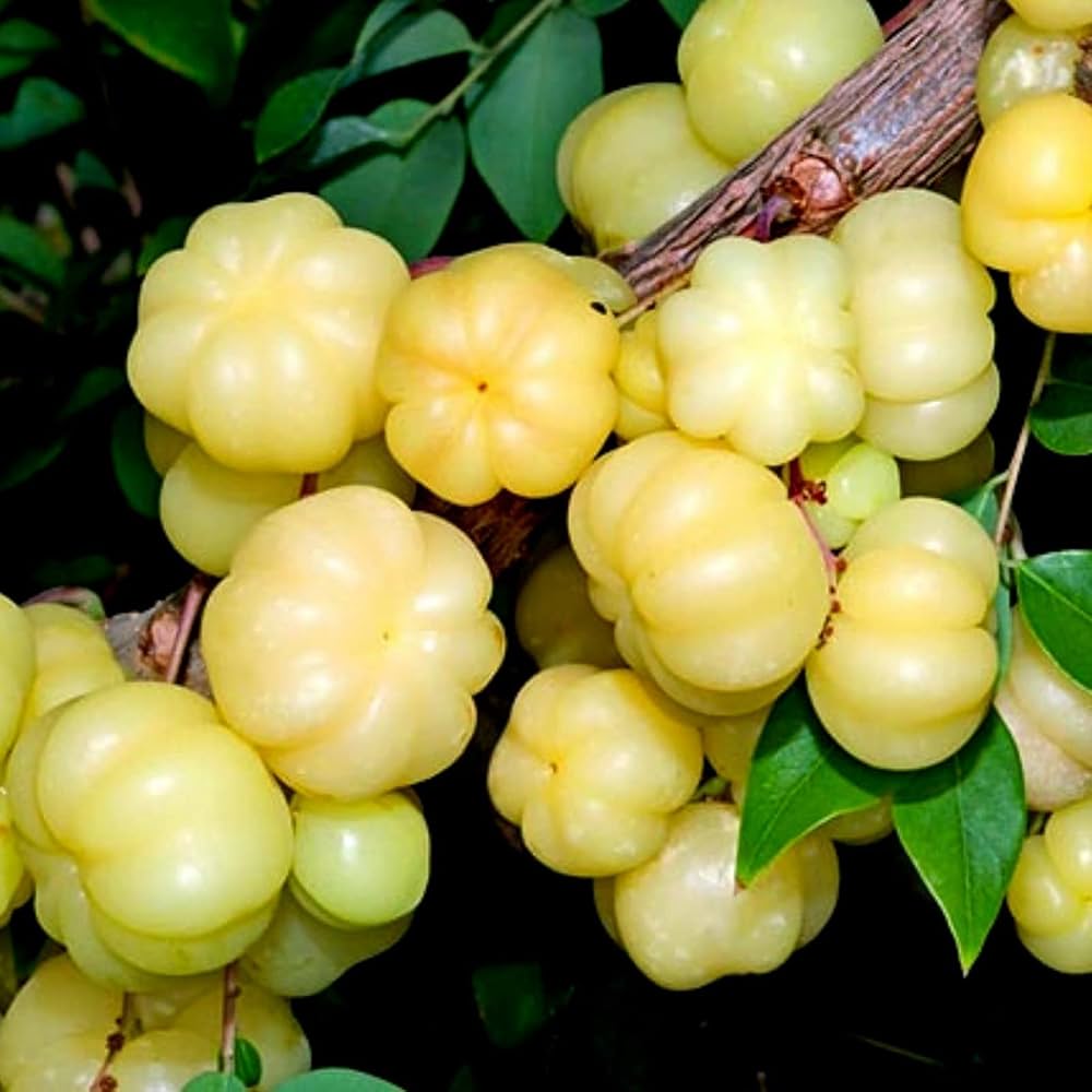 Star Gooseberry/Phyllanthus Acidus Fruit Plants