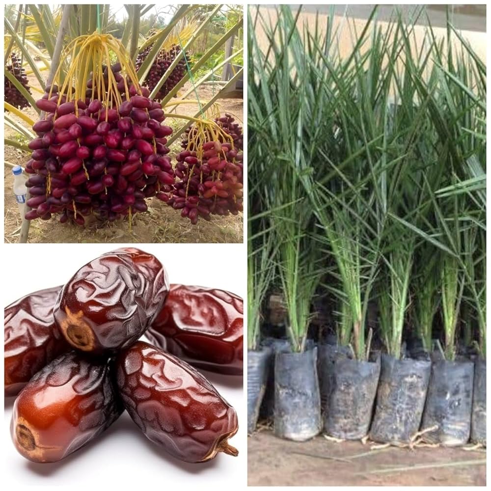 Arabian hybrid date Fruit plant