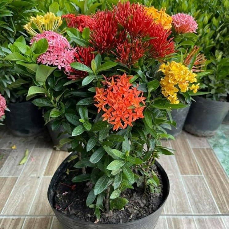 Multicolor Ixora Plant (Pack Of 1) In 4 Colour Ixora Plant