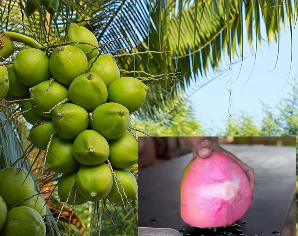 Thai Pink Coconut Fruit Plants