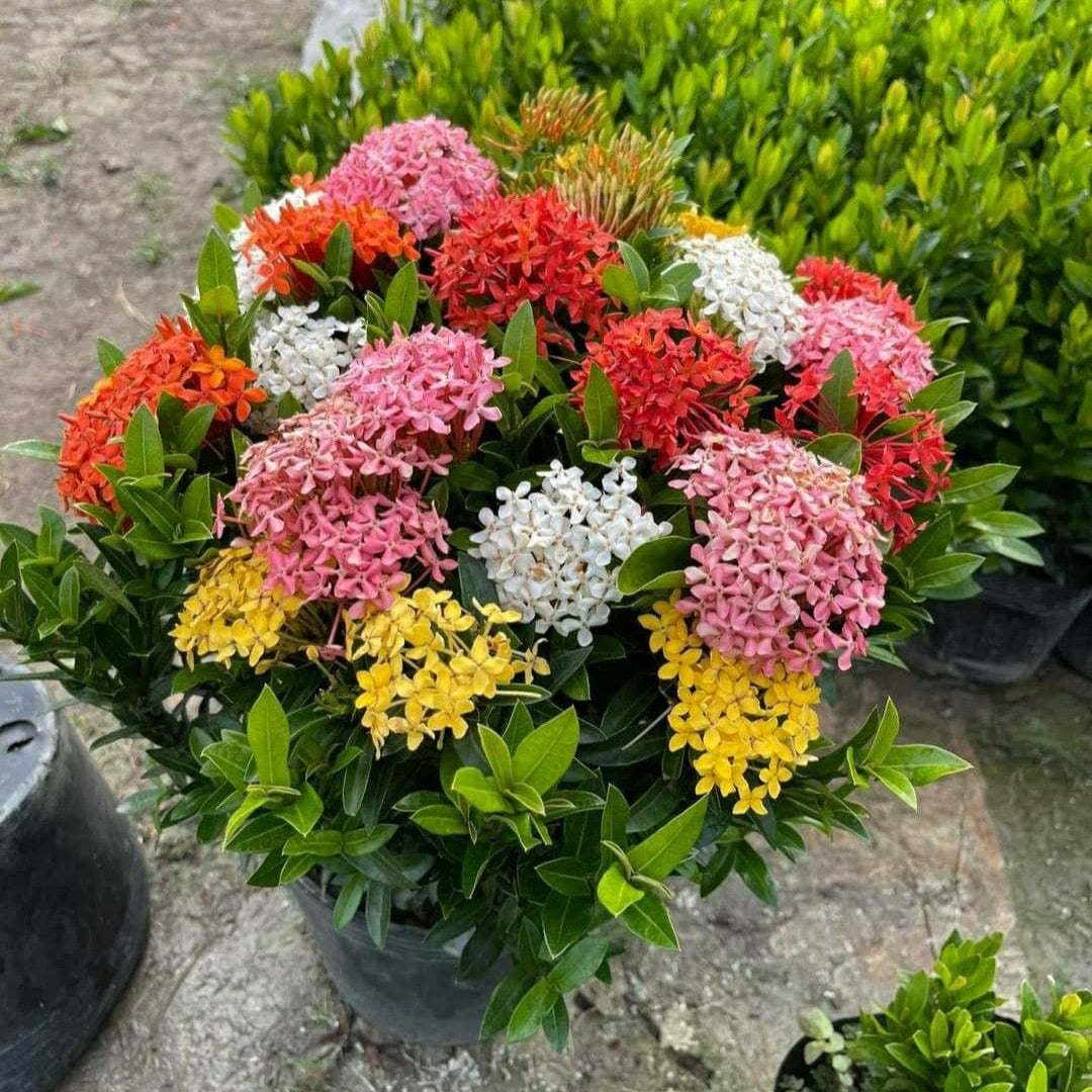 Multicolor Ixora Plant (Pack Of 1) In 4 Colour Ixora Plant