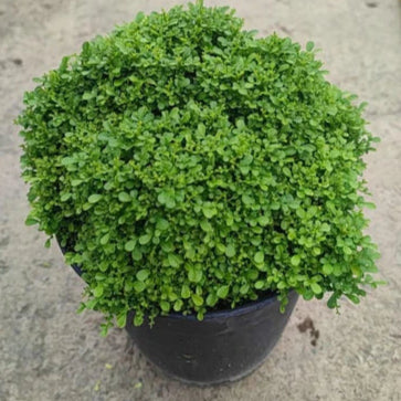 Fast Growth Table Kamini Plants