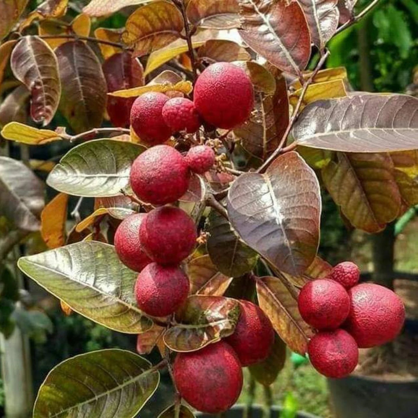 Rubi Ranghon Fruit Plant