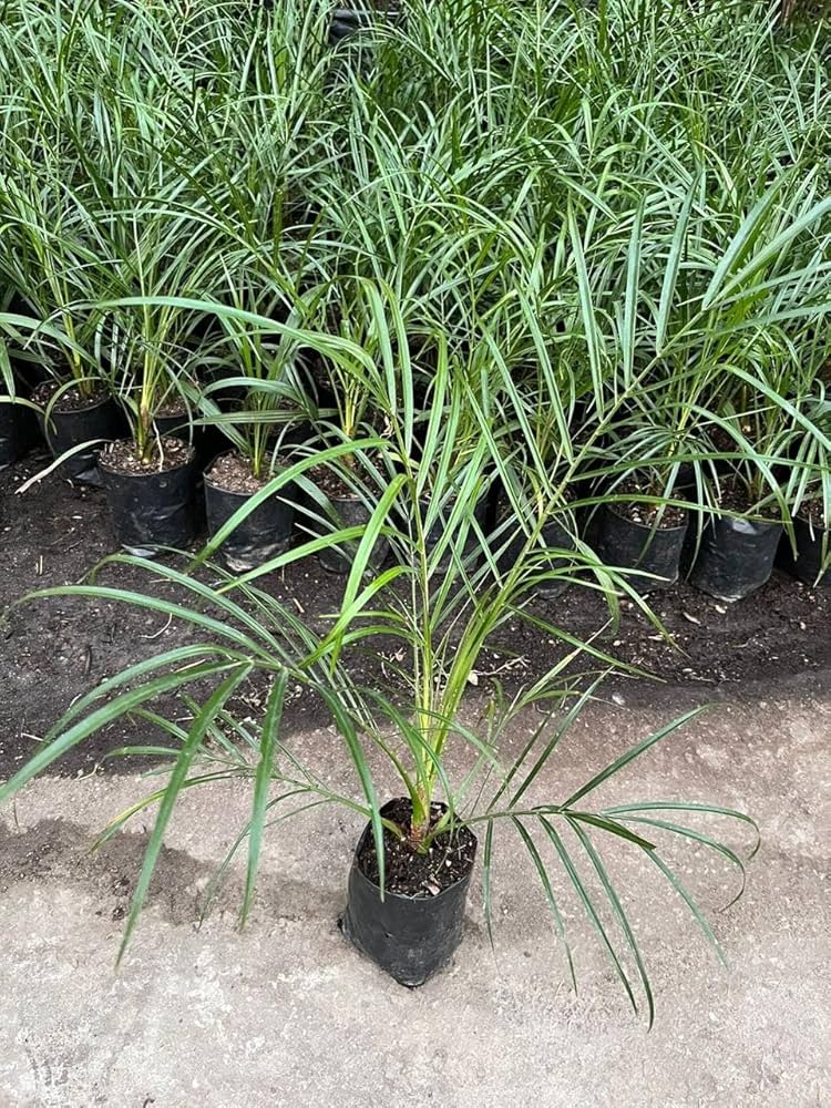Dwarf Arabian Date Fruit Plant