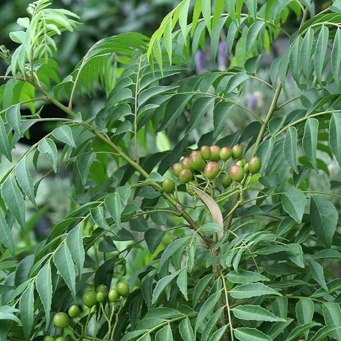 Kari Patta Plant