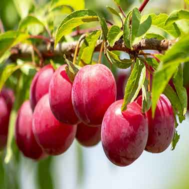 Hybrid Alubukhra Fruit Plant