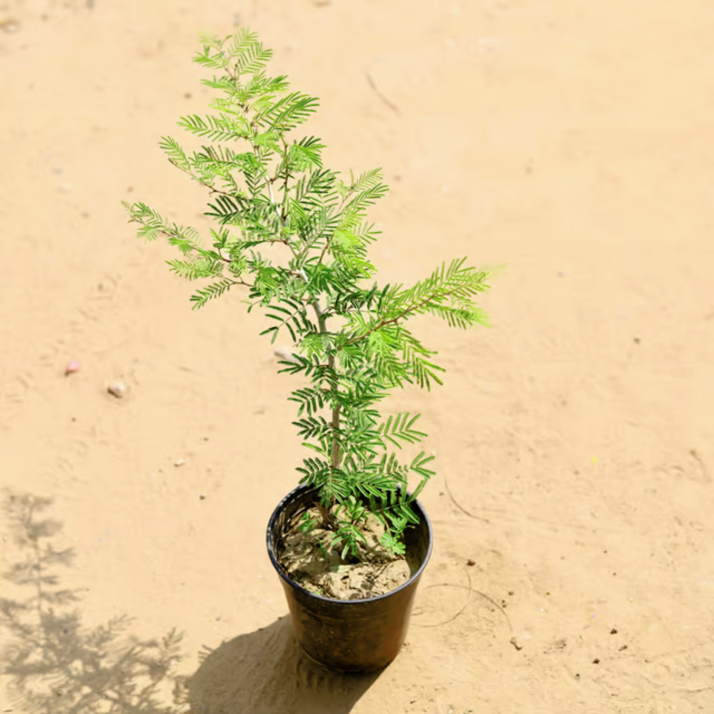 Shami Plants (exclusive)