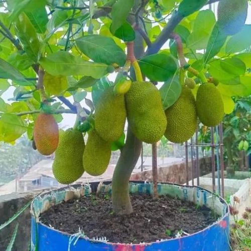 Vietnam Super Early Jack Fruit Plants