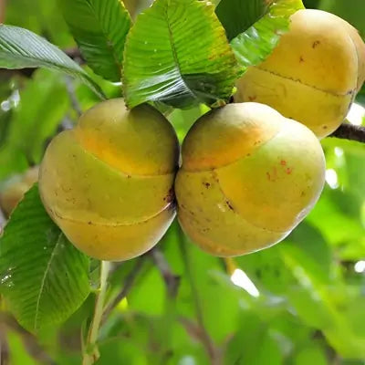 All Time Chalta / Elephant Apple Plants