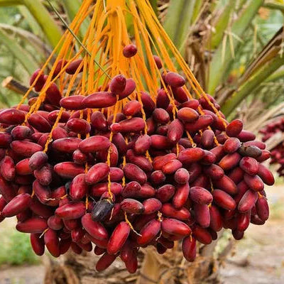 Arabian hybrid date Fruit plant