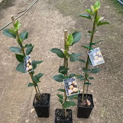 Nashpati ( pear ) Fruit Plant Grafted