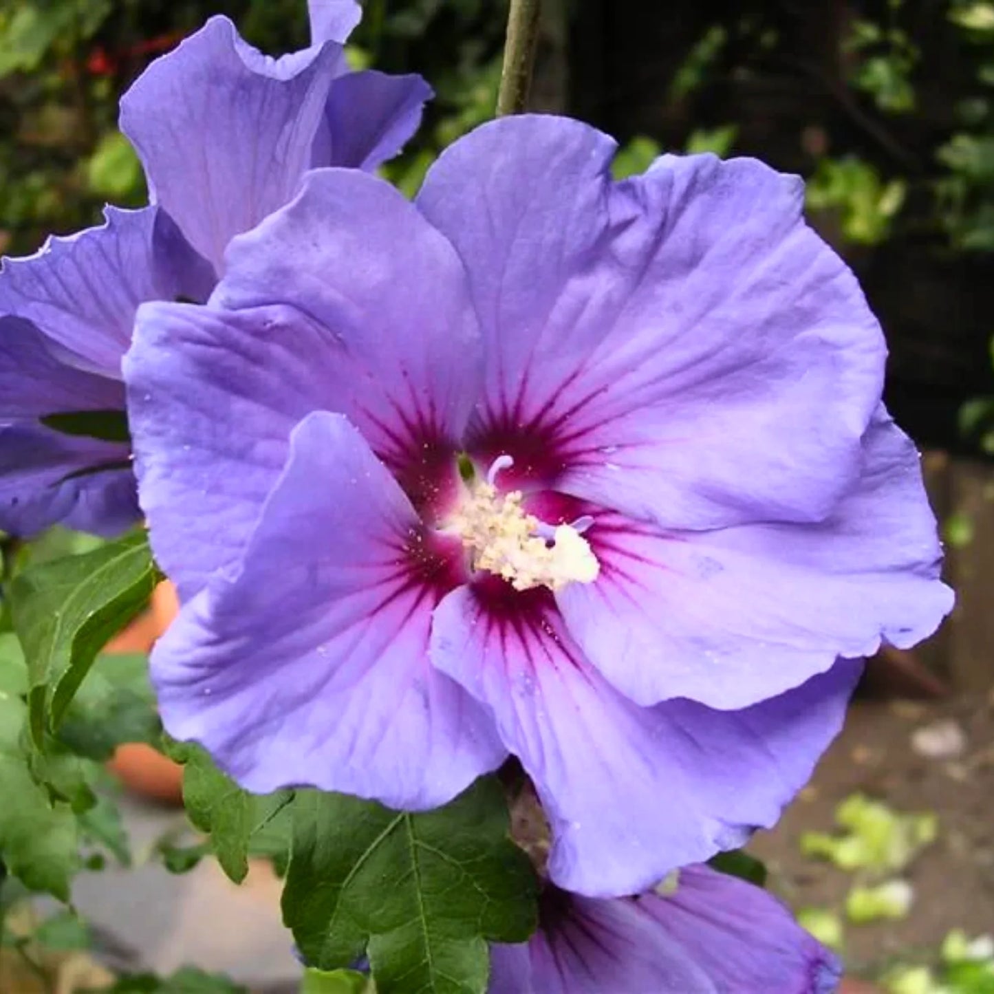 Hybrid Blue Hibiscus Rare one