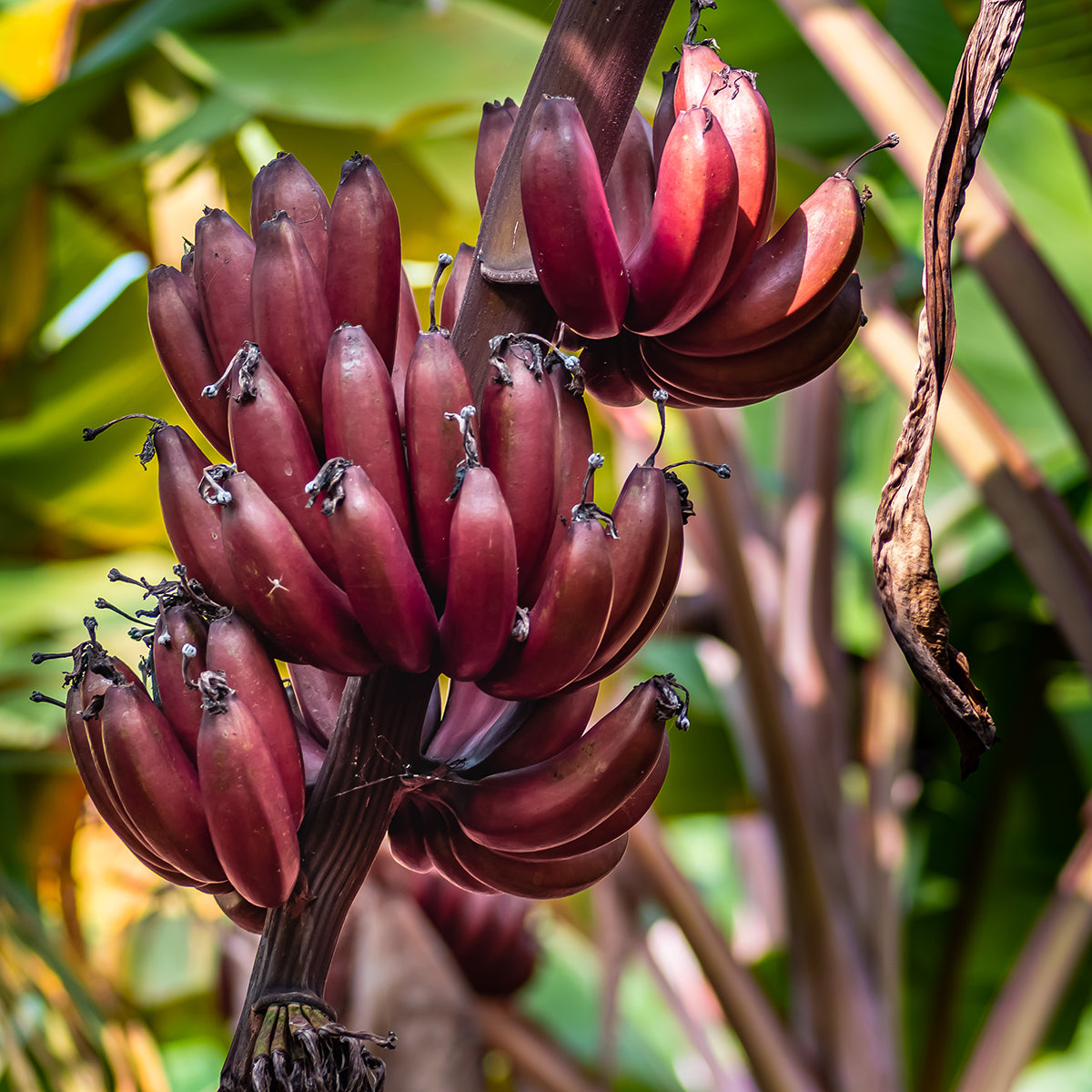 Sweet Red Banana Fruit Plants