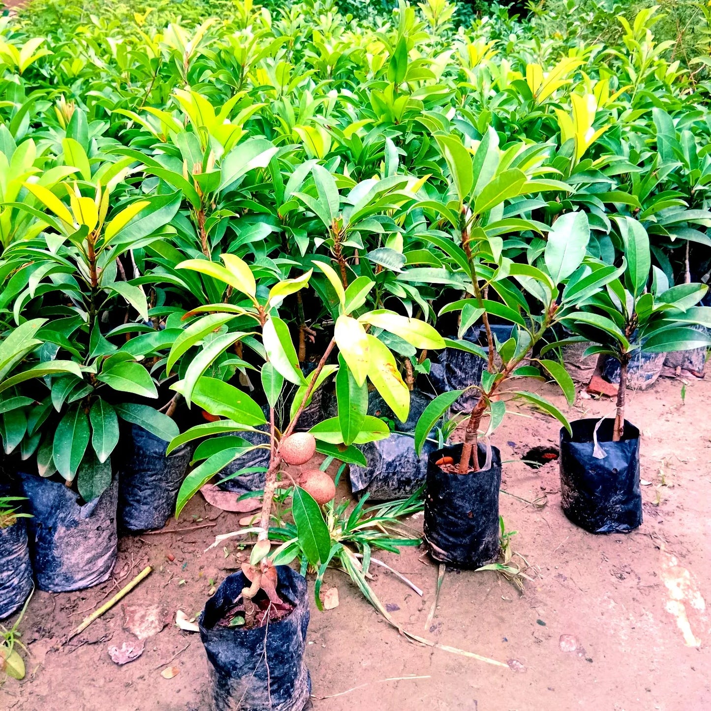 Banana Chiku Grafted Fruit Plants