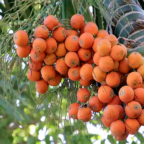 Supari Plant (Betel Nut) Plant
