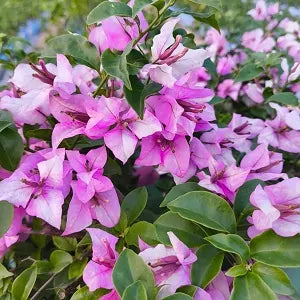 Tricolor Bougainvillea