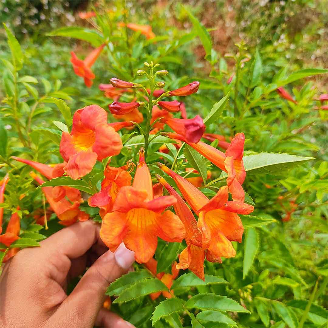 Tecoma Flowers Plant (Orange)
