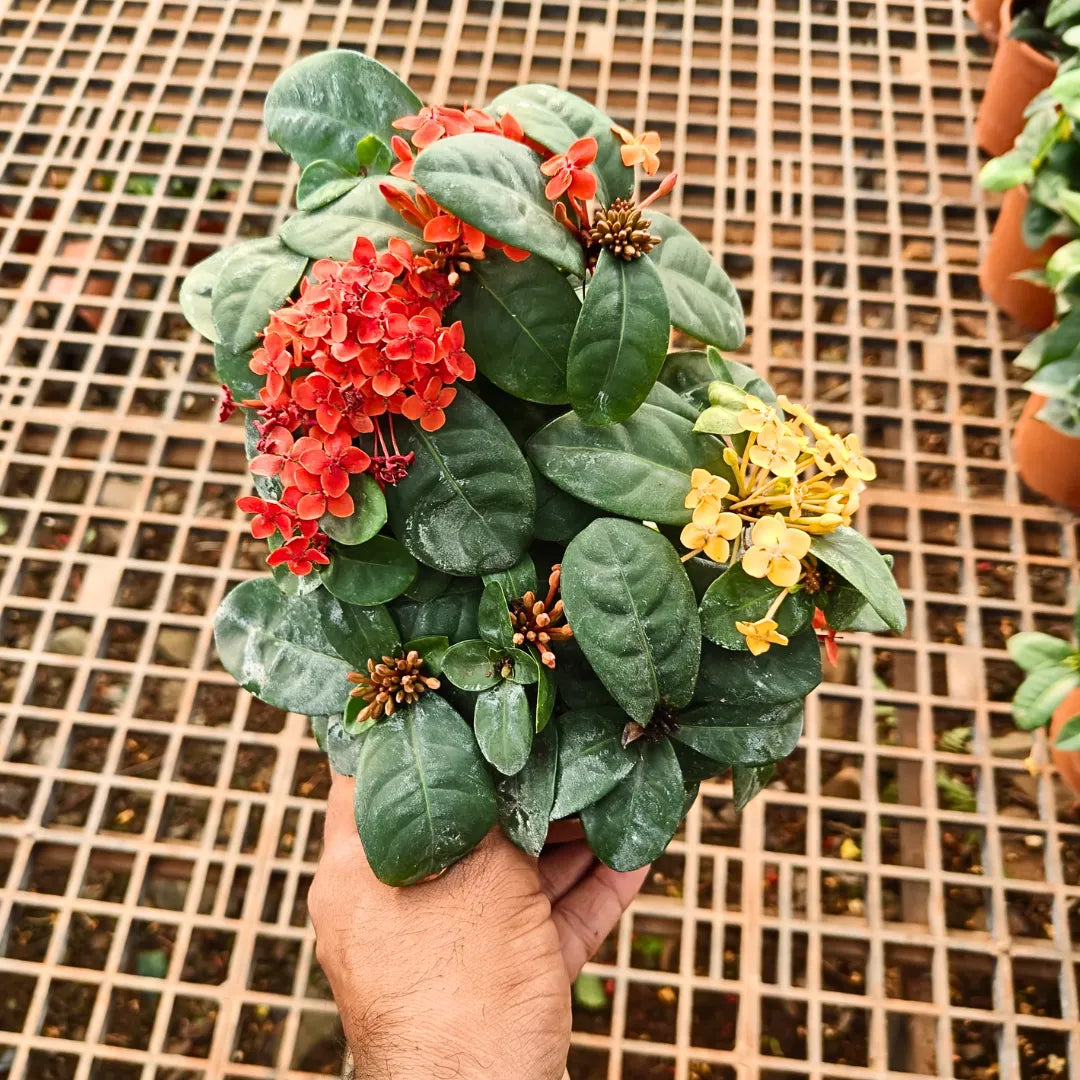 Multicolor Ixora Plant (Pack Of 1) In 4 Colour Ixora Plant