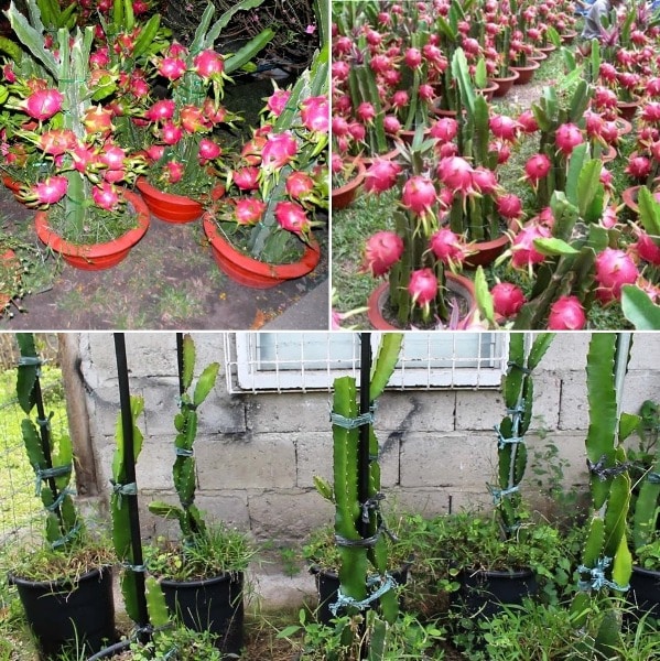 Dragon Fruit Plant