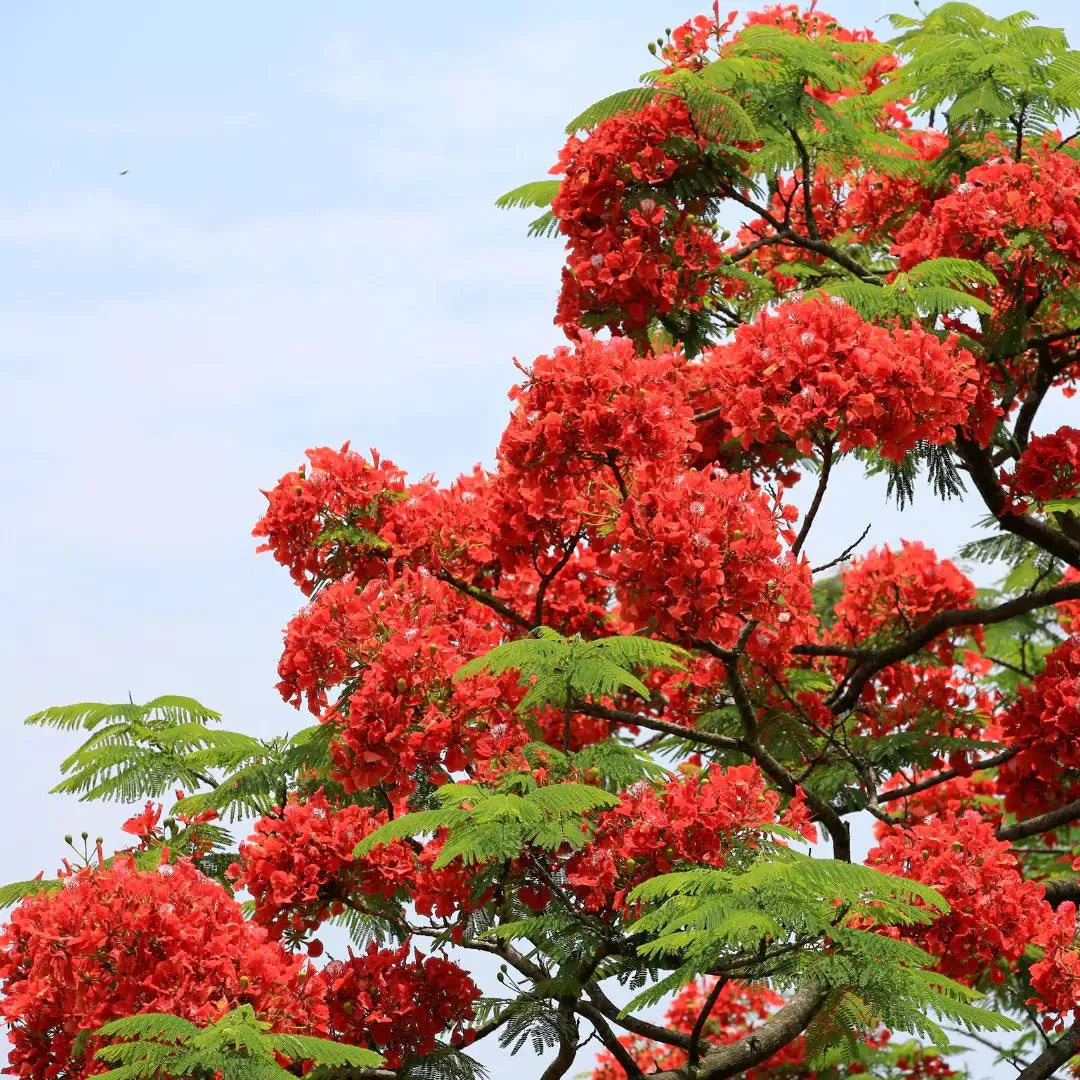 Gulmohar Red Flowering Plant