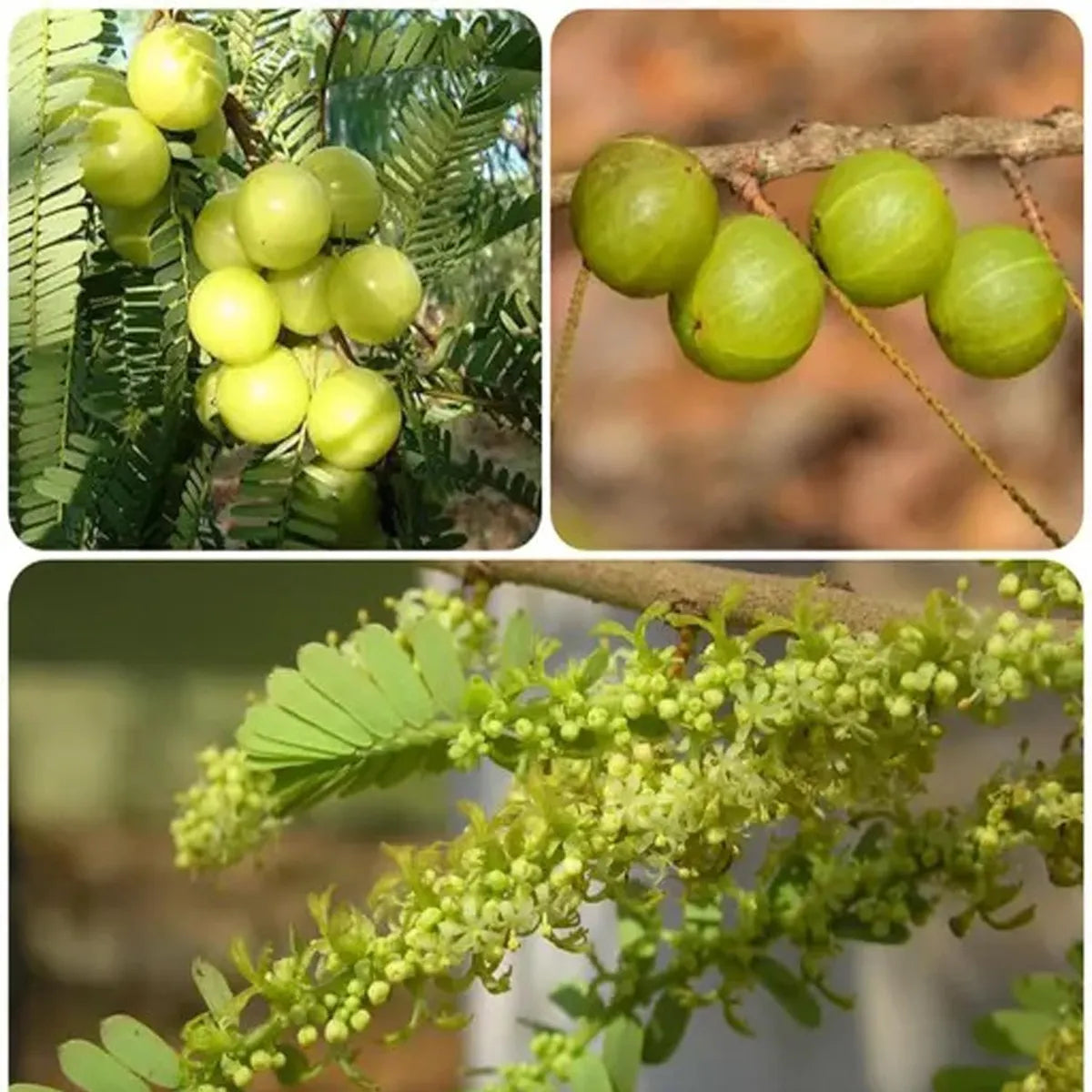 Amla (Grafted)- Fruit Plants