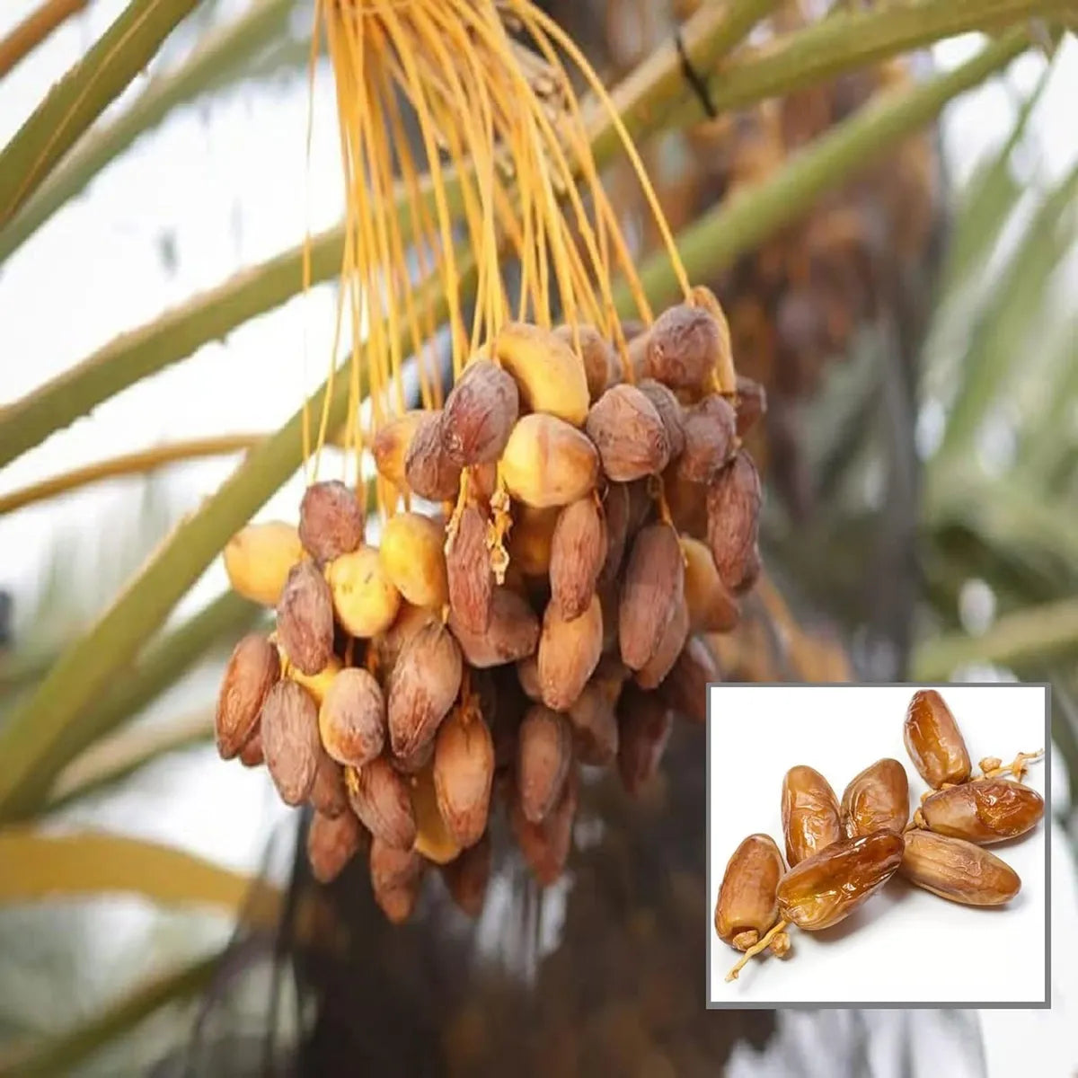 Dwarf Arabian Date Fruit Plant