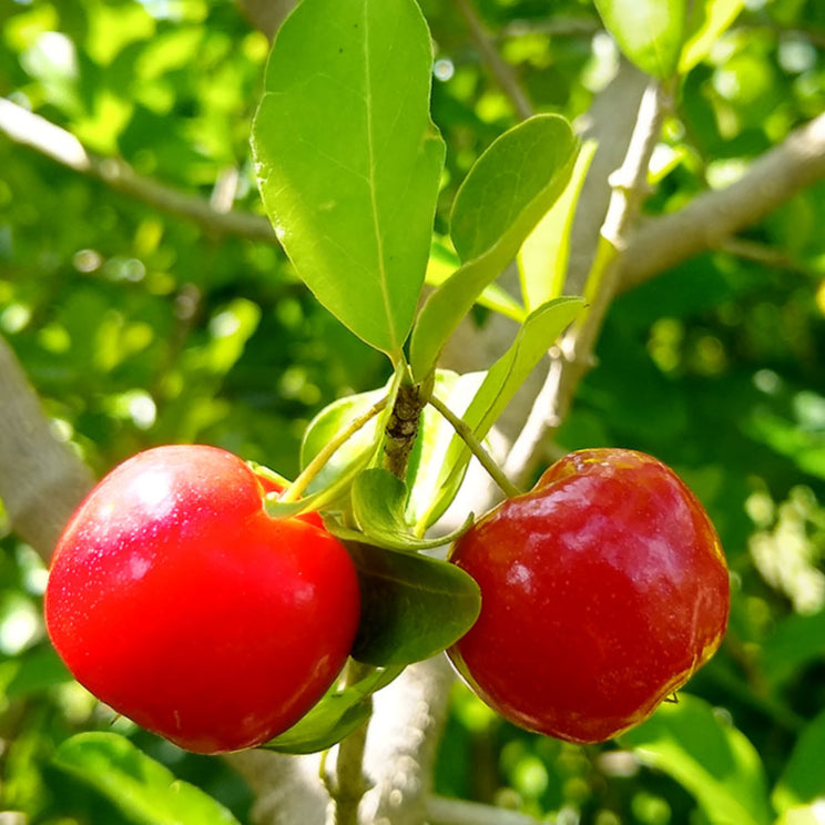 Barbados Cherry Plant