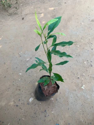 Jayaphal And Jatiphal -Spices Plants