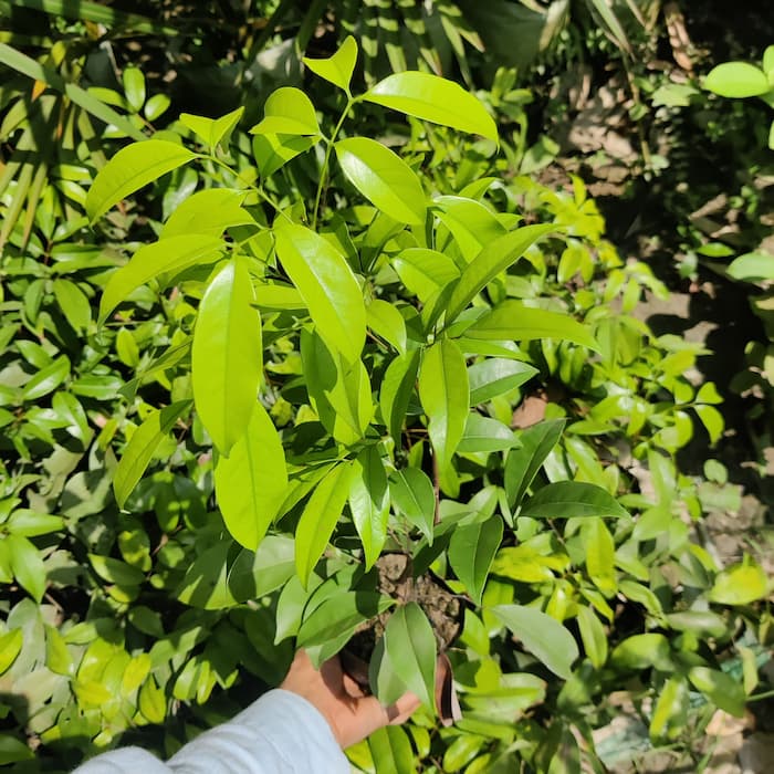 Litchi Fruit Plant (Air Layered)