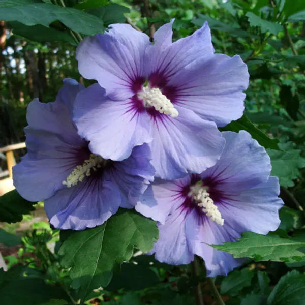 Hybrid Blue Hibiscus Rare one